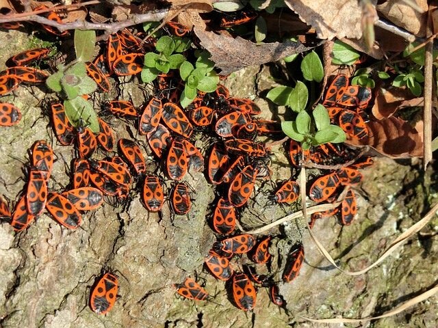 Are Feuerwanzen Dangerous? What to Know About These Harmless Insects